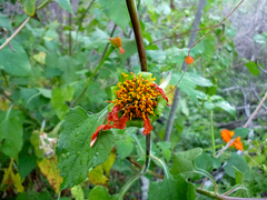 Tithonia