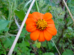 Tithonia