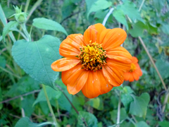 Tithonia