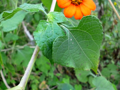 Tithonia