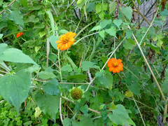 Tithonia