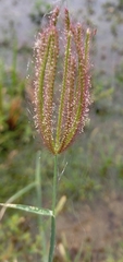 Chloris virgata