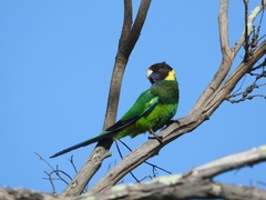 Barnardius zonarius semitorquatus