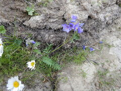 Polemonium acutiflorum