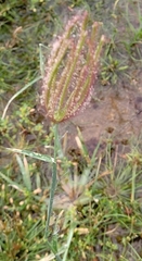 Chloris virgata