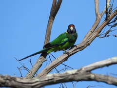 Barnardius zonarius semitorquatus