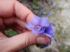 Polemonium acutiflorum