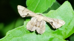 Dysaethria flavistriga