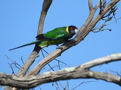 Barnardius zonarius semitorquatus