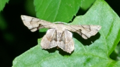 Dysaethria flavistriga