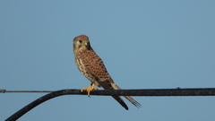 Falco tinnunculus