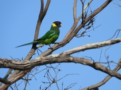 Barnardius zonarius semitorquatus