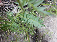 Polemonium acutiflorum