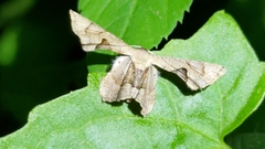 Dysaethria flavistriga