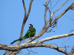 Barnardius zonarius semitorquatus