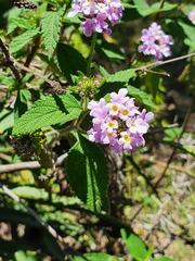 Lantana trifolia