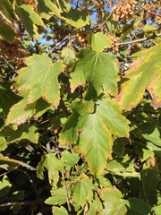 Acer pseudoplatanus