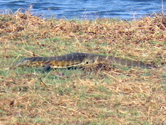 Varanus niloticus