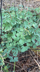 Aquilegia chrysantha