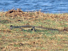 Varanus niloticus