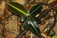 Labisia