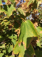 Acer pseudoplatanus
