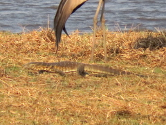 Varanus niloticus