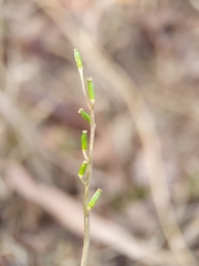 Triglochin laxiflora image