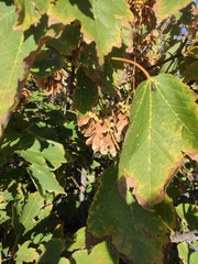 Acer pseudoplatanus