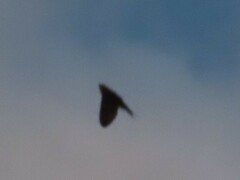 Hirundo rustica