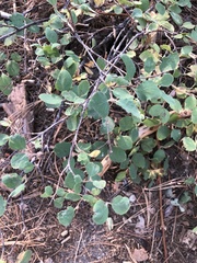 Symphoricarpos mollis