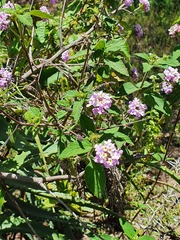 Lantana trifolia