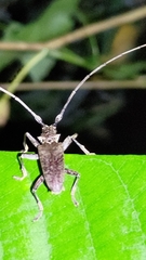 Acalolepta rusticatrix