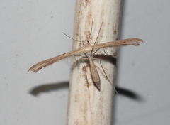 Stenoptilia