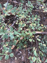Symphoricarpos mollis