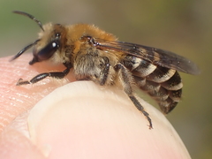 Colletes succinctus