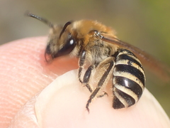 Colletes succinctus