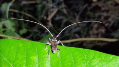 Acalolepta rusticatrix