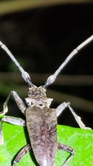 Acalolepta rusticatrix