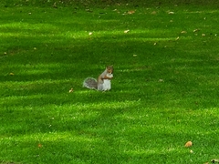 Sciurus carolinensis