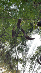 Gleditsia triacanthos