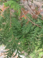 Chamaecyparis pisifera