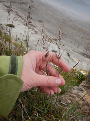 Arctagrostis latifolia