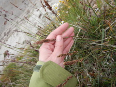 Arctagrostis latifolia