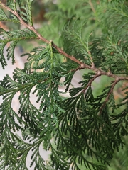 Chamaecyparis pisifera