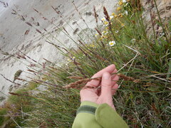 Arctagrostis latifolia
