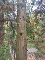 Chamaecyparis pisifera