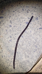 Lumbricus terrestris