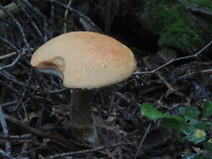 Suillus acidus