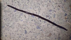 Lumbricus terrestris